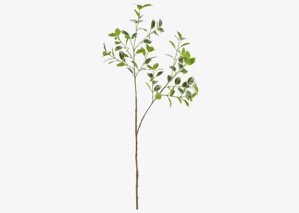 Tegan Variegated Ficus Branch