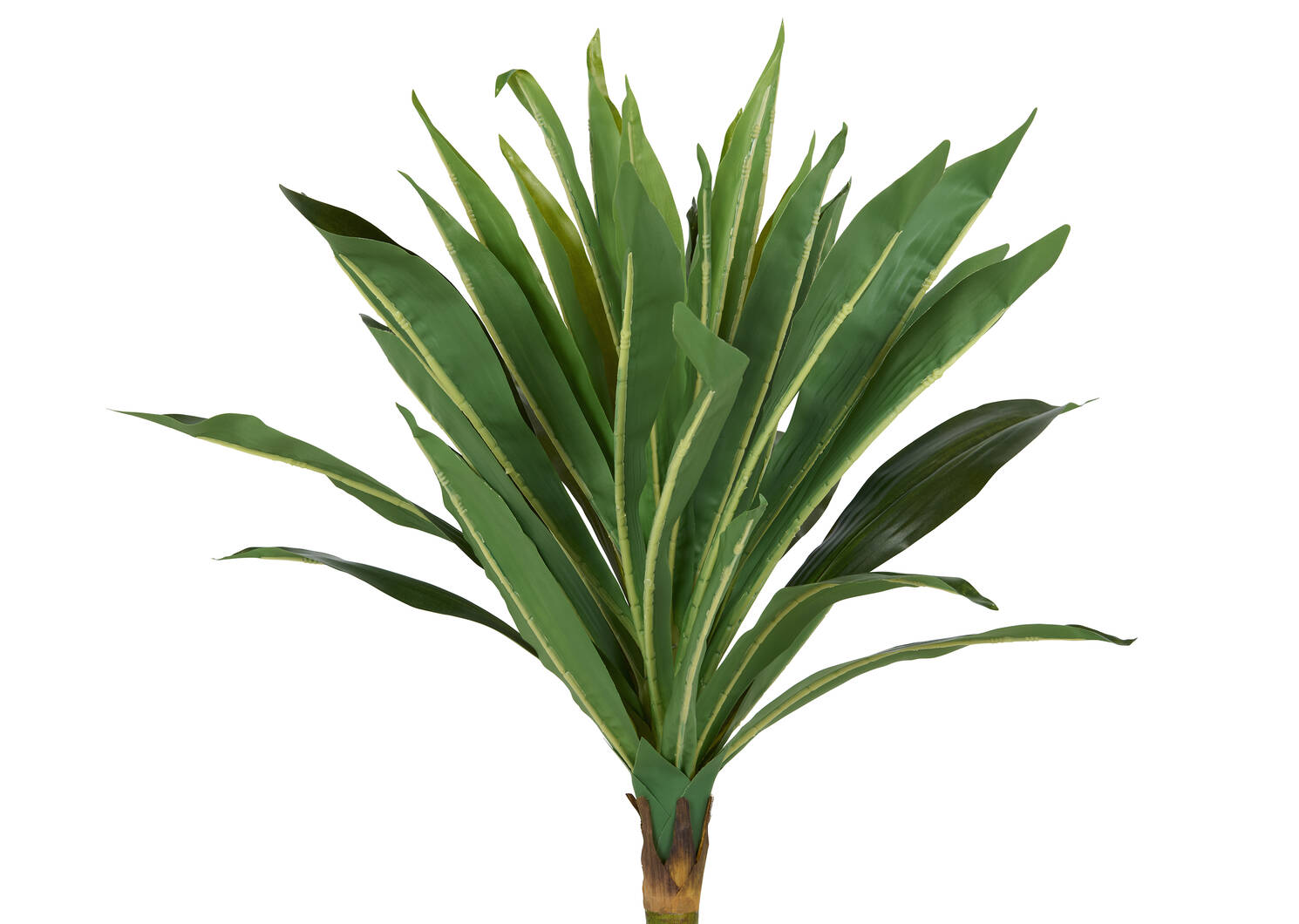 Dracaena en pot Tate