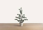 Petit arbre en pot Tremblant