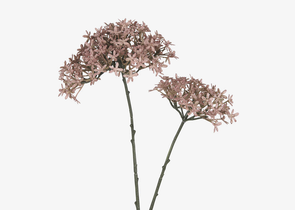 Branche d'alliums Dunne lavande