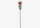 Tige de leucospermum Jada rose
