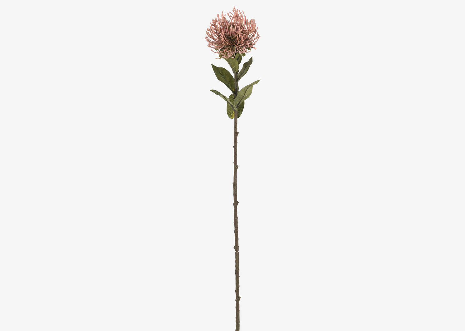 Tige de leucospermum Jada rose