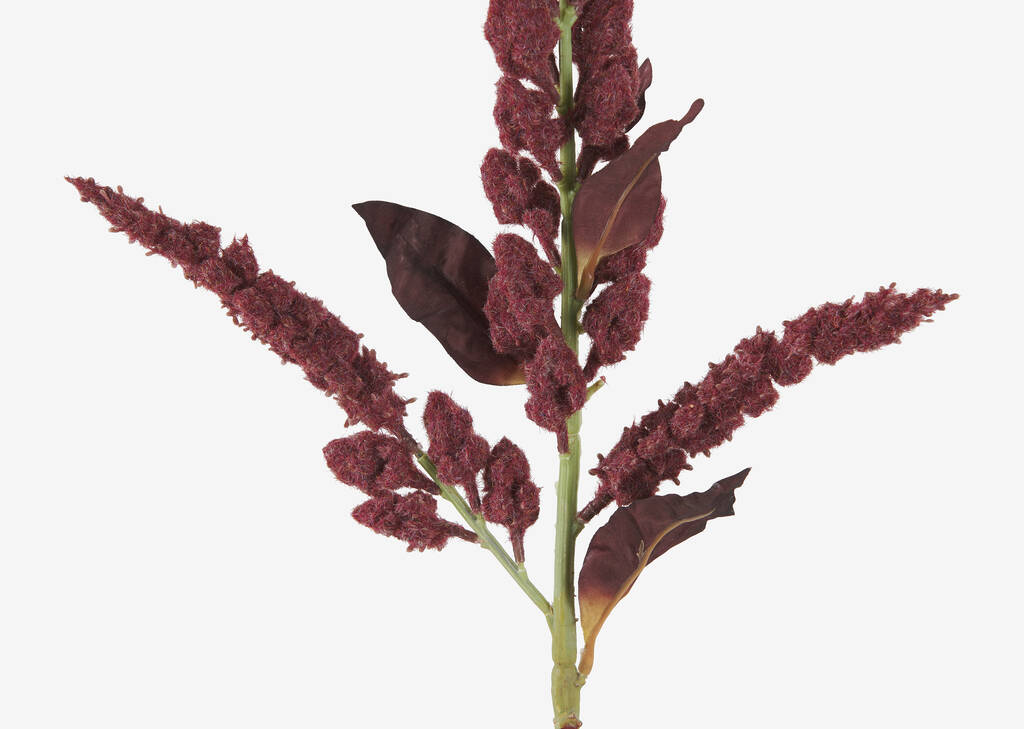 Tige Rumex rouge