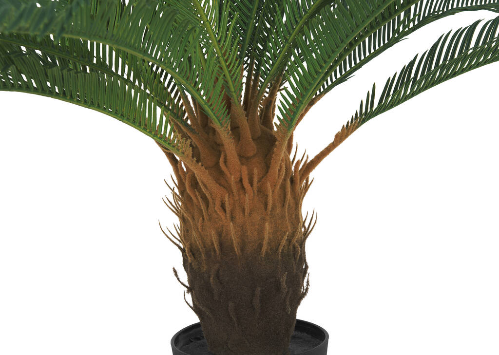 Cycas en pot Byron