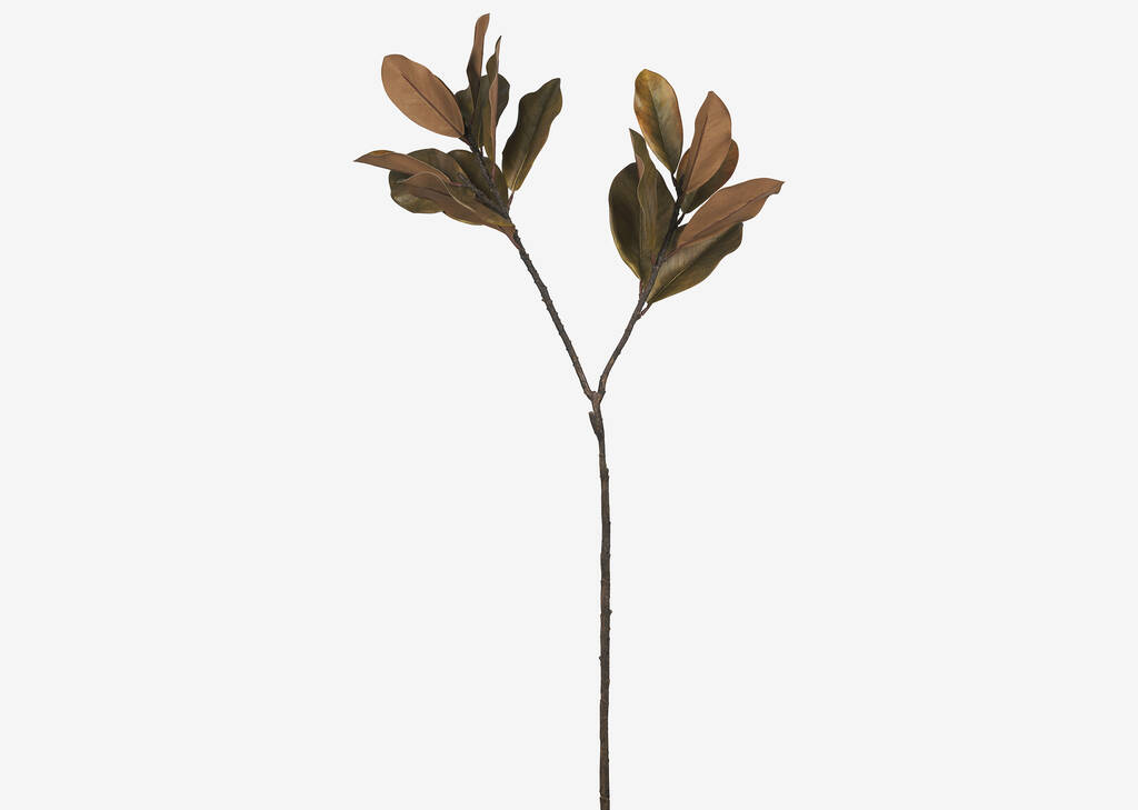 Branche de magnolias Bruno bruns