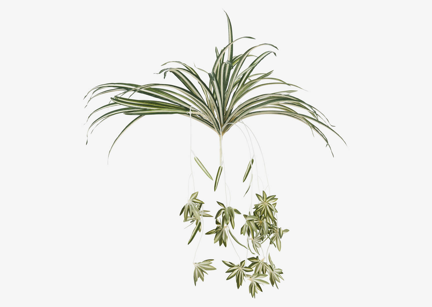 Sidra Spider Plant Branch