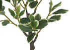 Keyla Japanese Spindle Tree Potted