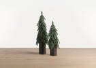 Sapins de Noël Seymour