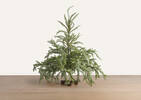 Arbre Misty 2,5 pi