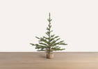 Petit arbre en pot Fernie