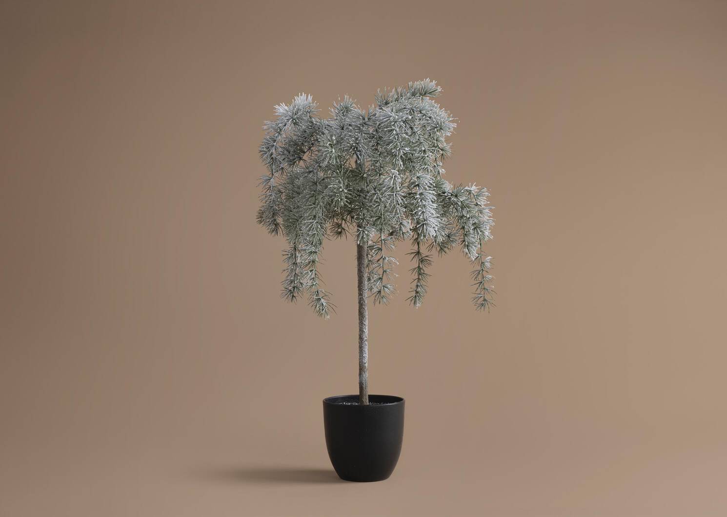 Weeping Cedar Tree Large