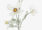 Elana Anemone Stem White