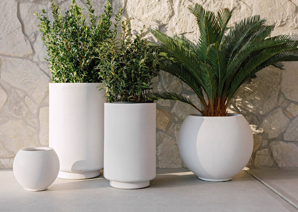 Cycas en pot Byron
